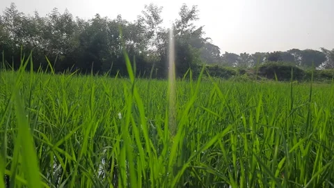 A large paddy field. 库存影片 211417011