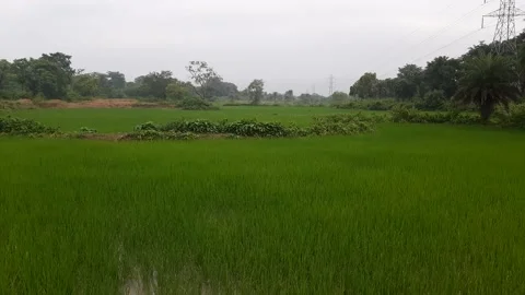 A large paddy field in sky background. Stock Footage 141753652