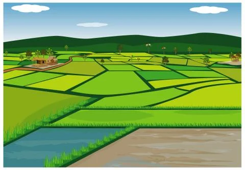 Large paddy field vector design Stock Illustration