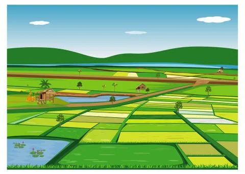 Large paddy field vector design Stock Illustration