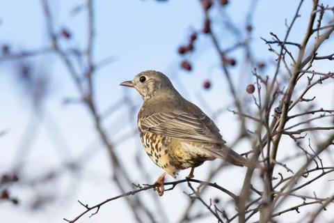 Large pale thrush with spotted white breast feeds on berries, photo taken at  Stock Photos