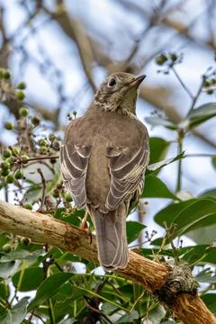 Large pale thrush with spotted white breast feeds on berries, photo taken at  Stock Photos