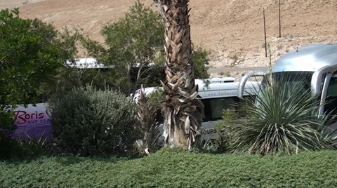 Large palm on a background sky Video stock 39715917