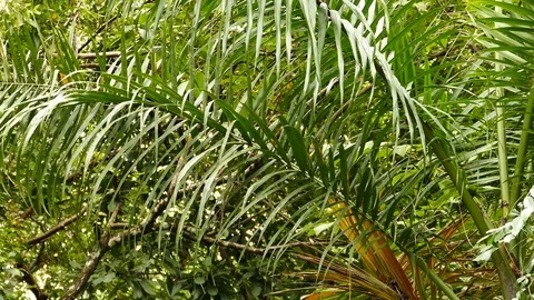 Large palm leaf with black bird hopping to the left end of it Stock Footage 123551312
