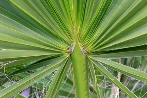 Large palm leaf, closeup Stock Photos
