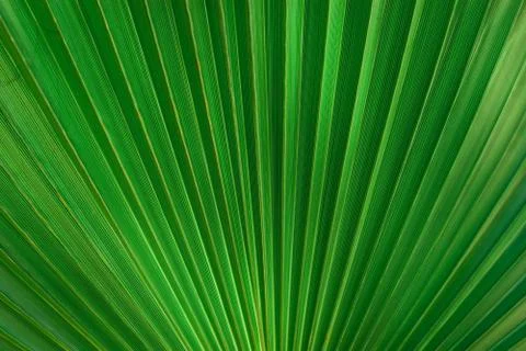 Large palm leaf. Stock Photos