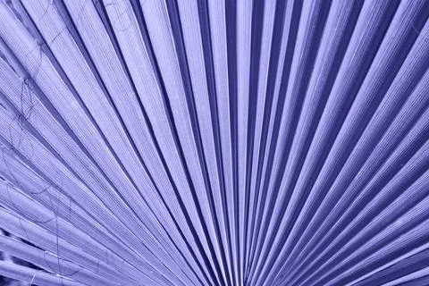 Large palm leaf. Stock Photos