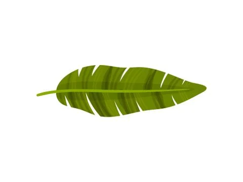 Large palm leaf in slits. Vector illustration on white background. Stock Illustration