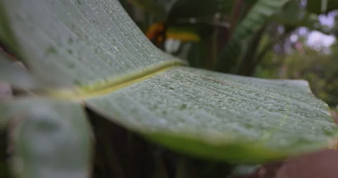 Large palm leaf in the wind, closeup, 4K Stock Footage 254093298