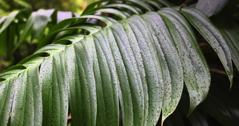 Large palm leaf in the wind, closeup, 4K slomo Stock Footage 254202378