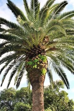 Large palm Stock Photos