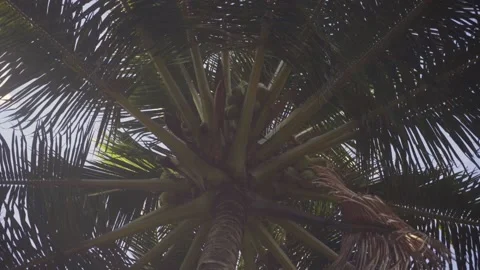 A large palm tree against a bright sunny sky. 動画素材 143818770