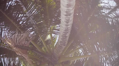 A large palm tree against a bright sunny sky. The camera moves in a circle 動画素材 143818865