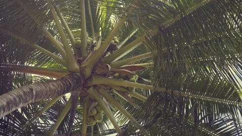 A large palm tree against a bright sunny sky. Vídeo Stock 143818931