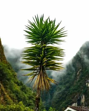 Large palm tree in foreground of mountain range Foto stock