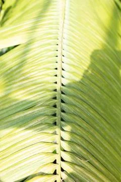 Large Palm Tree Green Leaf Foto stock