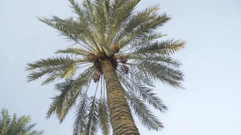 Large palm tree at the heart of an oasis in the Bahrain desert Stock Footage 245254608
