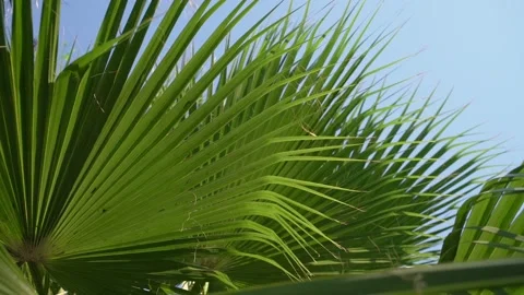 Large palm tree leaf of green colour waved by light wind Video stock 158074896