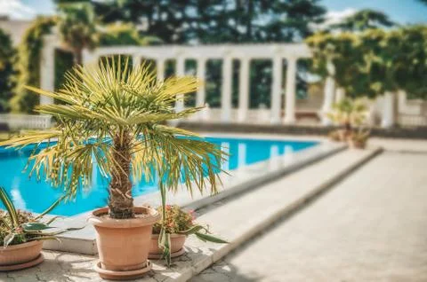 A large palm tree next to the beautiful refreshing clear blue water in the ou Foto stock