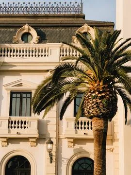 Large palm tree partially shading an elegant white building featuring balconies Stock Photos