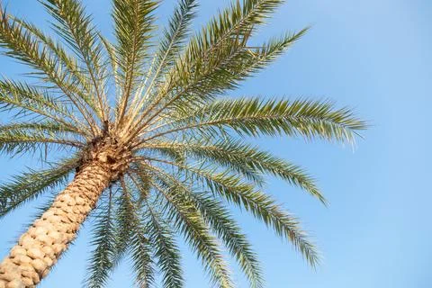 Large palm tree Stock Photos