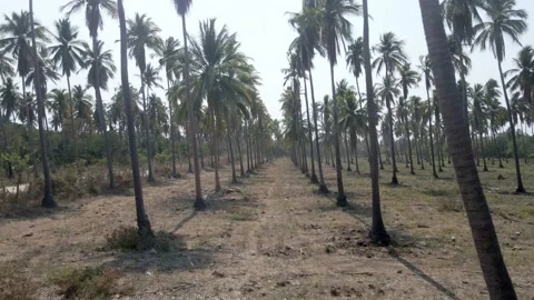 Large palm tree plantation Stock Footage 155079536
