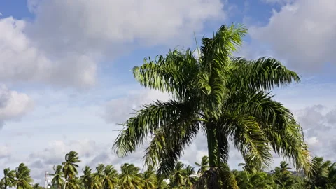 A large palm tree stands in front of a forest on a cloudy day Vídeo Stock 268735585