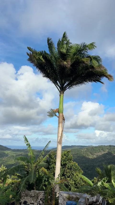 Large palm tree at top of Mount Hilaby Barbados looking towards the east coast Stock Footage 331958297