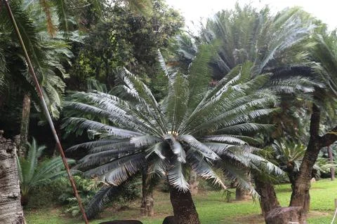 A large palm tree with a trunk that is covered in brown bark Stock Photos