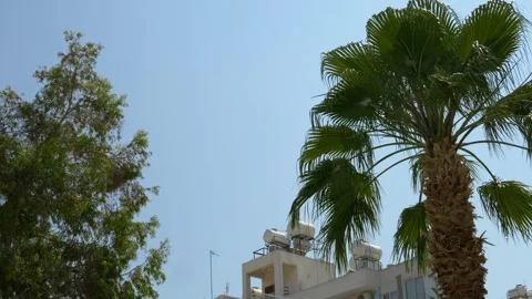 Large palm trees against a blue sky Stock Footage 246528902