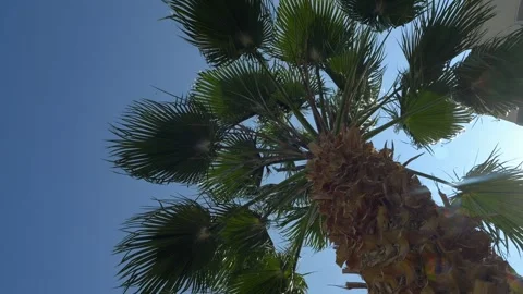 Large palm trees against a blue sky Видео 246529094