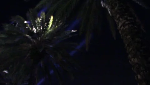 Large palm Trees with lighting Stock Footage 6908320