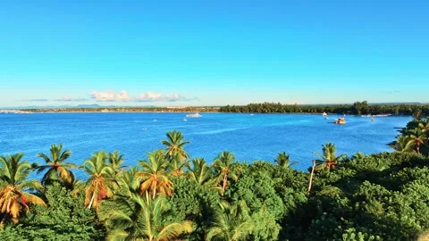 Large palm wild beach against the blue sea. Stock Footage 303343261