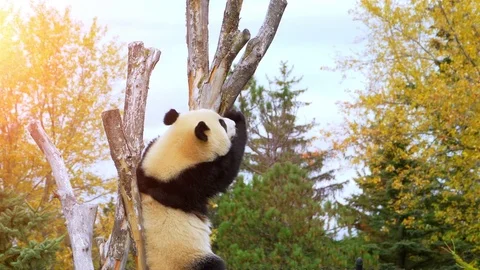 Large Panda Bear Climbing Tree Trunk Endangered Species at Zoo Stock Footage 84051079