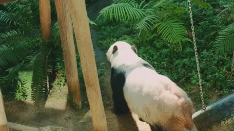 Large panda pushing chained tire headfirst in green jungle enclosure Stock Footage 339793282