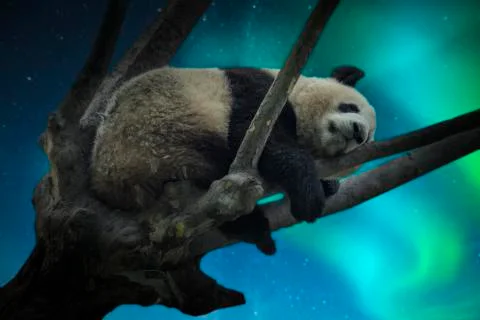 Large panda resting on a tree Stock Photos