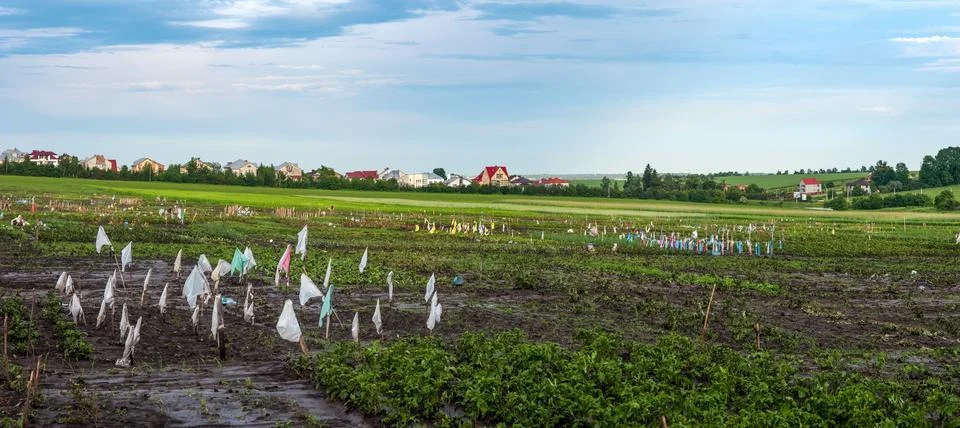 Large panoramic view of the vegetable beds, gardens of the peasants are divid Stock Photos