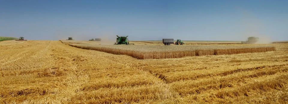 Large panoramic view of wheat field during harvesting by machinery. Stock Photos