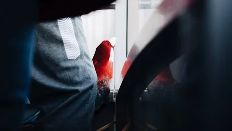 A large parrot is dancing near the window. A funny bird. Good mood. Stock Footage 122590052