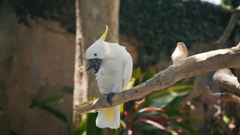 A large parrot sits on a branch Stock Footage 129054375