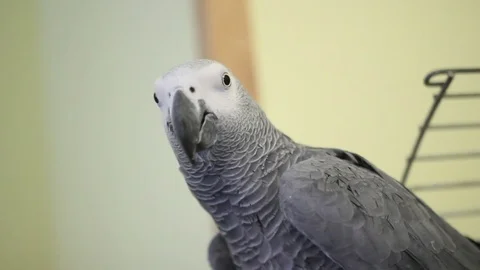 Large parrot sits on the cell Stock Footage 73018508