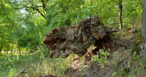 A large part of an old broken tree in green lush woods in summer Stock Footage 260136302