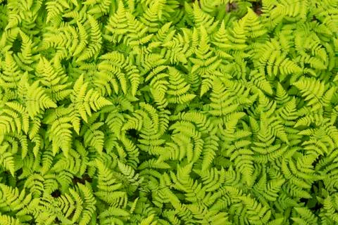 A large patch of ferns are seen when one walks the Russian River Falls Trail  Stock Photos