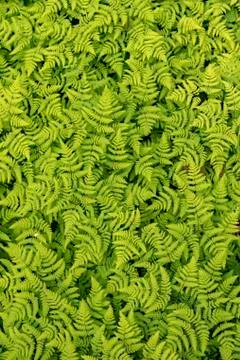 A large patch of ferns are seen when one walks the Russian River Falls Trail  Stock Photos