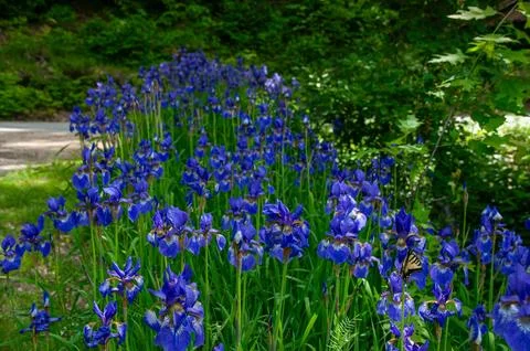 A large patch of vibrant blue iris flowers in a sunny garden Stock Photos