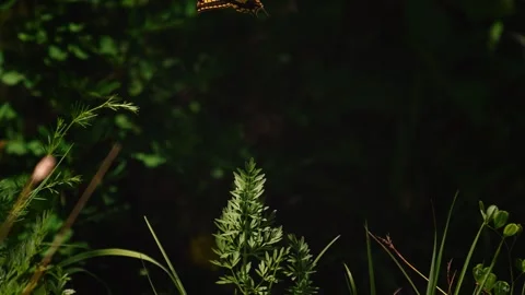 Large patterned swallowtail butterfly resting on wild plant. Pozze Smeraldine Stock Footage 342353895
