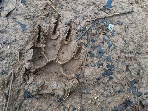 A large paw print in the mud Stock Photos