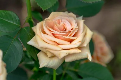 Large peach-colored rose on the background of its leaves Stock Photos