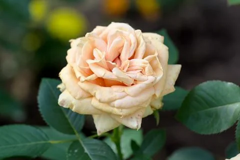 Large peach-colored rose on the background of its leaves Stock Photos