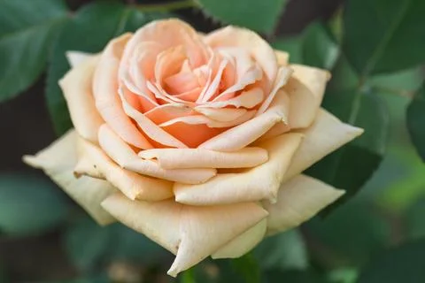 Large peach-colored rose on the background of its leaves Foto stock